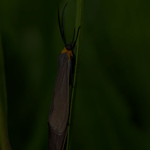 Yellow-collared Scape Moth