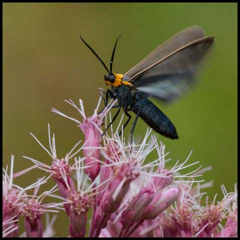 Yellow-collared Scape Moth