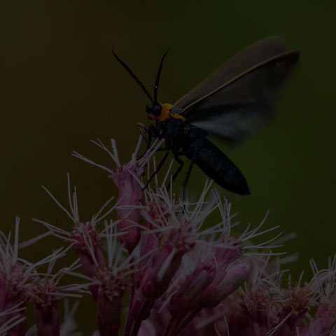 Yellow-collared Scape Moth