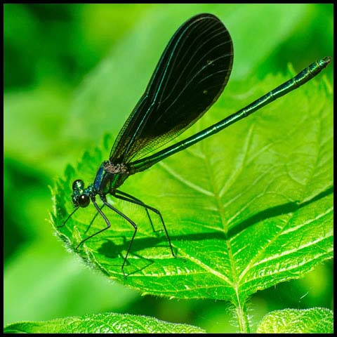 Ebony Jewelwing