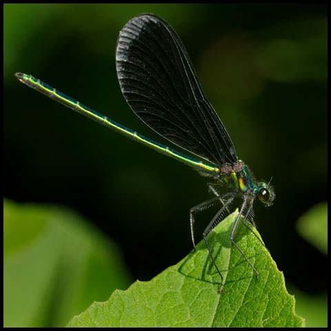 Ebony Jewelwing