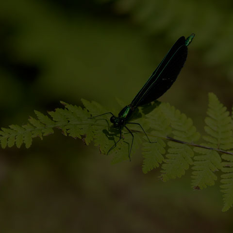 Ebony Jewelwing