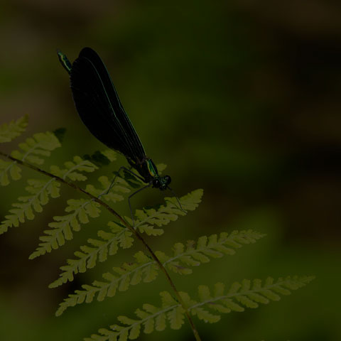 Ebony Jewelwing