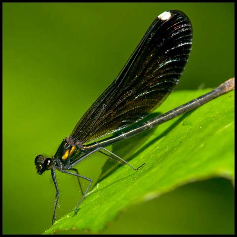 Ebony Jewelwing