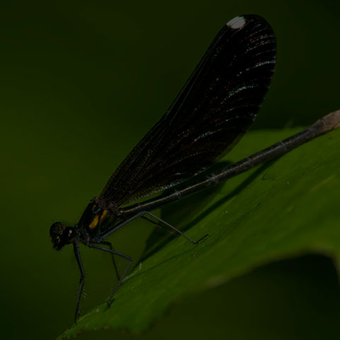 Ebony Jewelwing