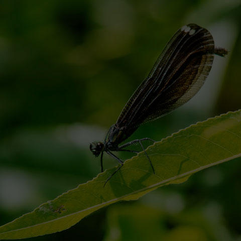 Ebony Jewelwing