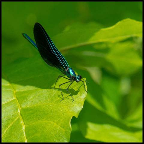 Ebony Jewelwing