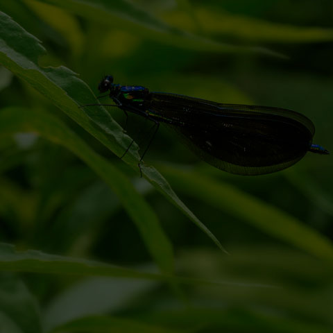 Ebony Jewelwing