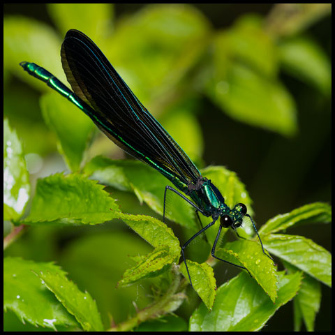 Ebony Jewelwing