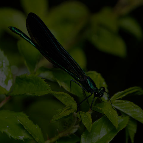 Ebony Jewelwing