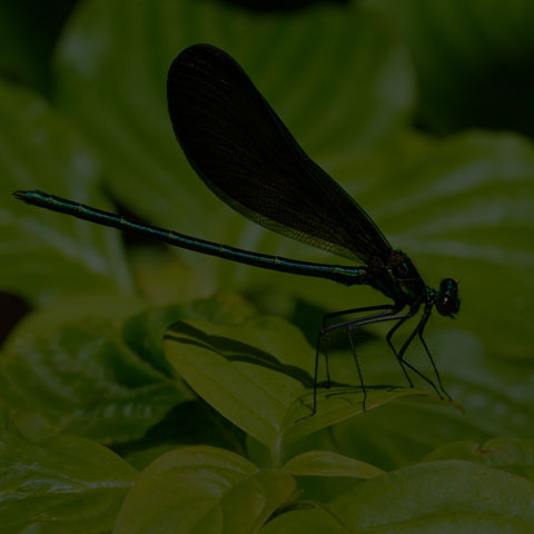 Ebony Jewelwing