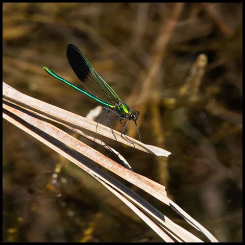 River Jewelwing