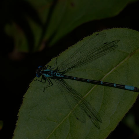 Aurora Damsel