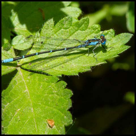 Aurora Damsel