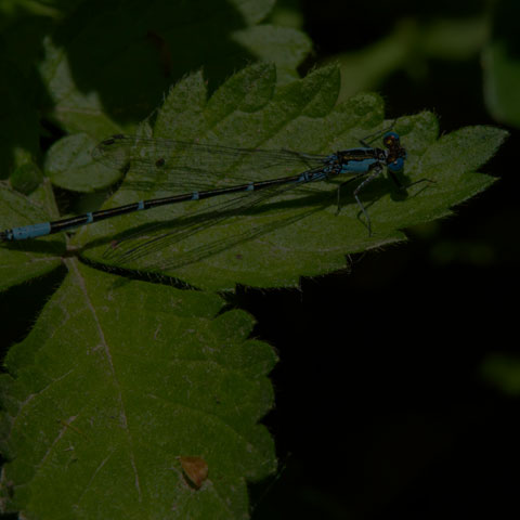 Aurora Damsel