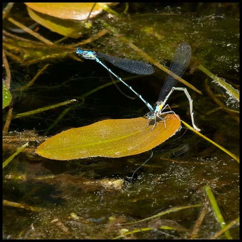 Aurora Damsel