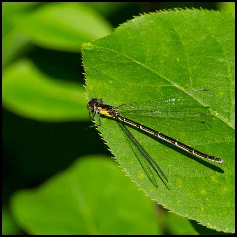 Aurora Damsel