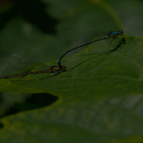 Aurora Damsel
