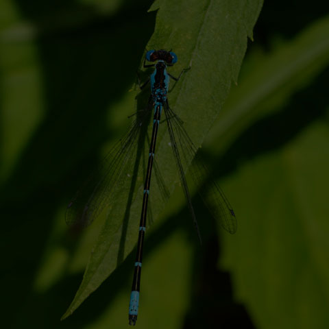 Aurora Damsel