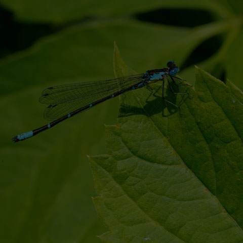 Aurora Damsel