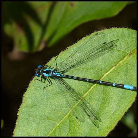 Aurora Damsel