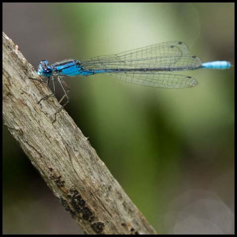 Azure Bluet