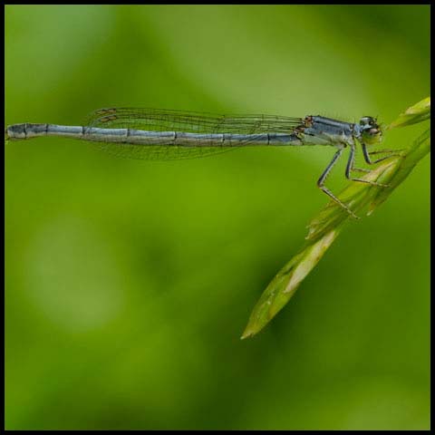 Eastern Forktail