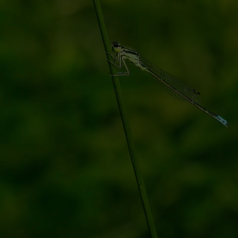 Eastern Forktail