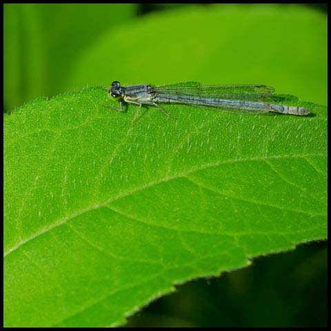 Eastern Forktail