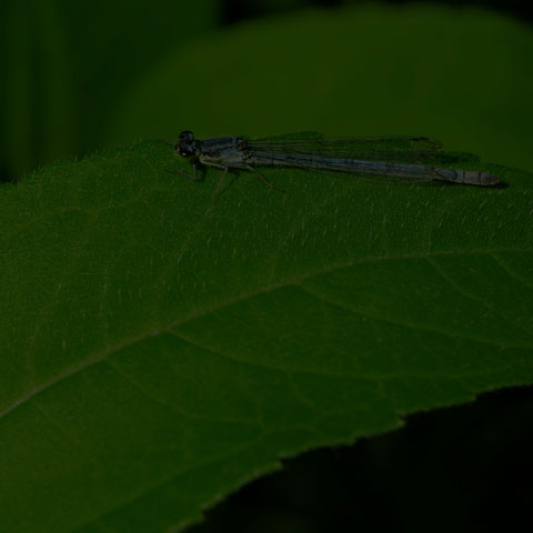 Eastern Forktail