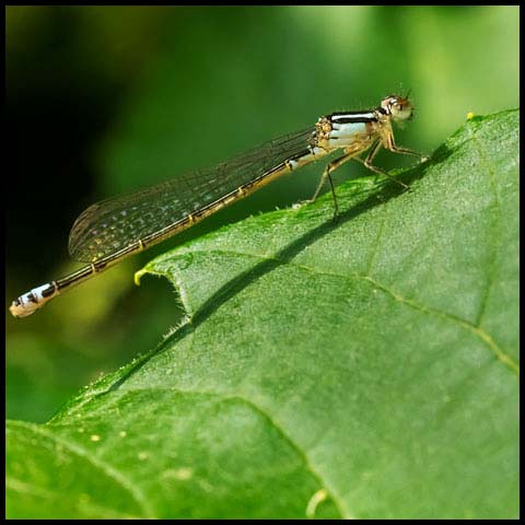 Eastern Forktail