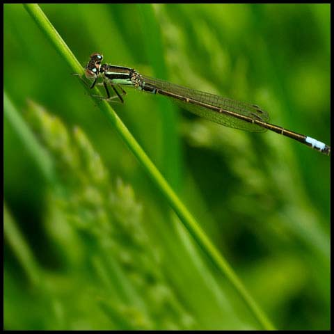 Eastern Forktail