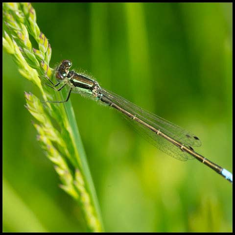 Eastern Forktail