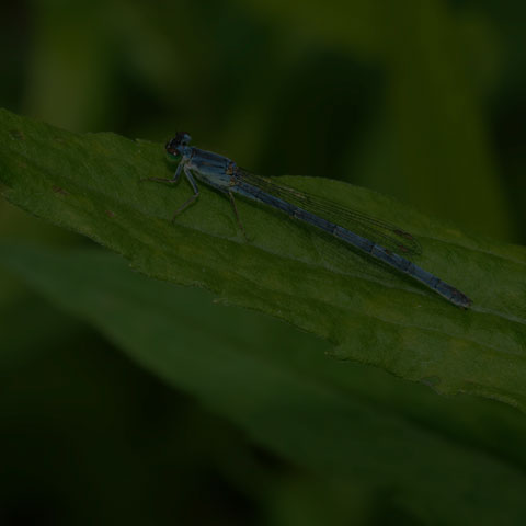 Eastern Forktail