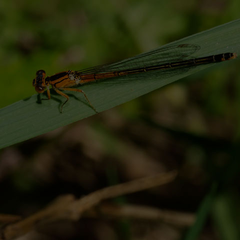 Eastern Forktail