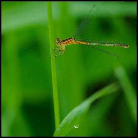 Eastern Forktail