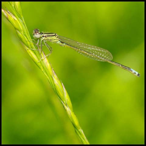 Eastern Forktail