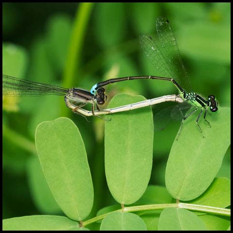 Eastern Forktail