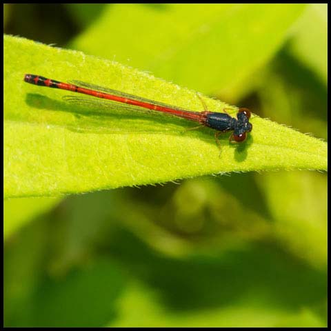 Eastern Red Damsel