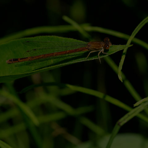Eastern Red Damsel