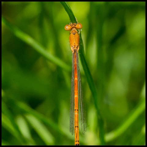 Eastern Red Damsel