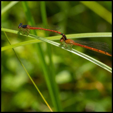 Eastern Red Damsel
