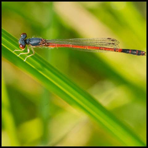 Eastern Red Damsel