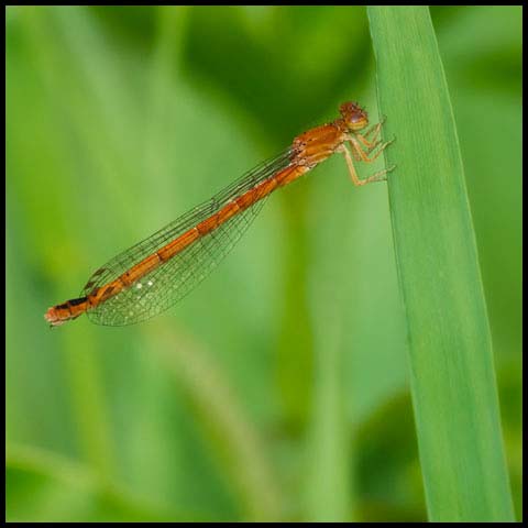 Eastern Red Damsel
