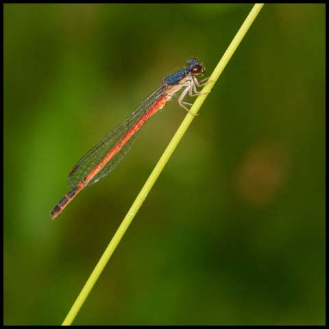 Eastern Red Damsel
