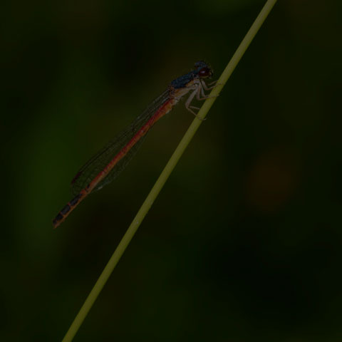 Eastern Red Damsel