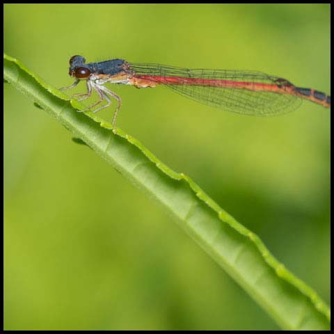 Eastern Red Damsel