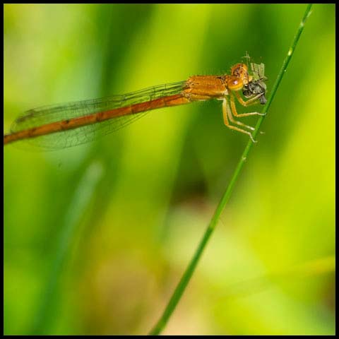 Eastern Red Damsel