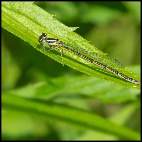 Familiar Bluet