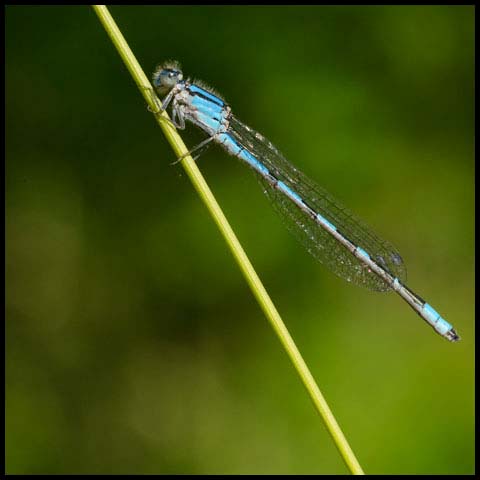 Familiar Bluet